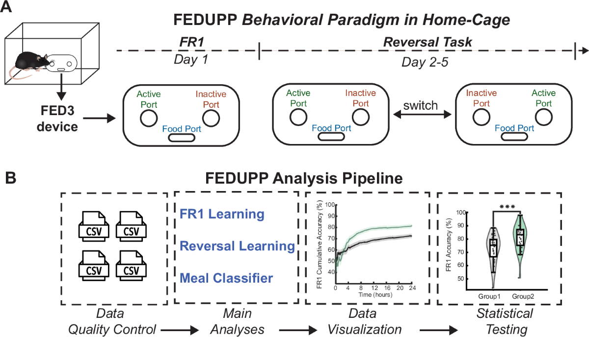 FEDUPP behavioral paradigm and analysis pipeline